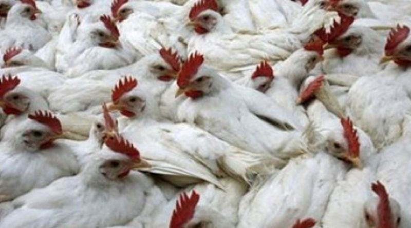 Спешни мерки за борба с инфлуенца по домашните и дивите птици в Област Пловдив