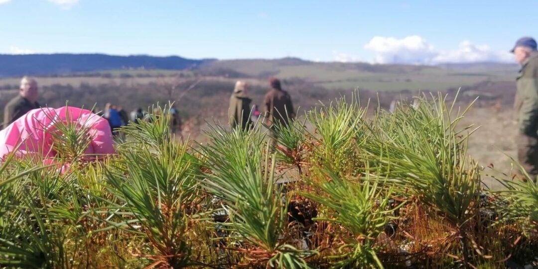 Купете жива елха, подкрепете българската гора