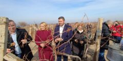Двама министри, областен управител и кметове зарязаха лозите в Брестовица